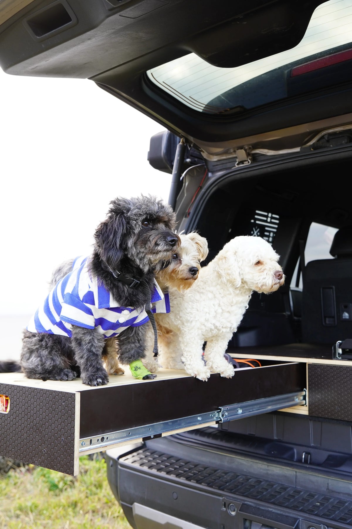 Three dogs on a vehicle storage drawer, ideal for overlanding adventures with pets.